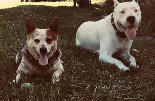 Farmhouse Cabin in the Redwoods - Foto 15