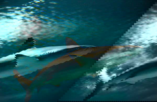 Bagno con gli squali all'Aquarium di Costa Teguise - Foto 3