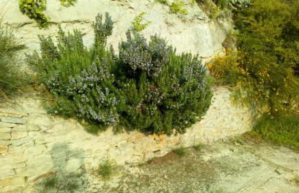 Il cortile dei frutti selvatici - Photo 49