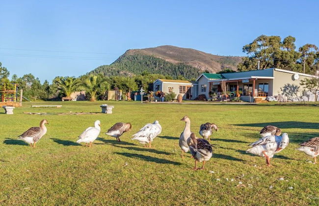 Groeneweide - Foto 38