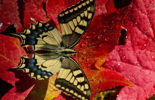 Quinta do Fontelo - Foto 34