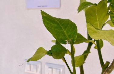 Le Petre - Amalfi Coast Apartments - Foto 16