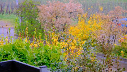 Ferienweingut Wissing Wohnung Theo - Foto 4