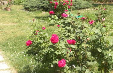 Agriturismo Le Rose - Foto 141