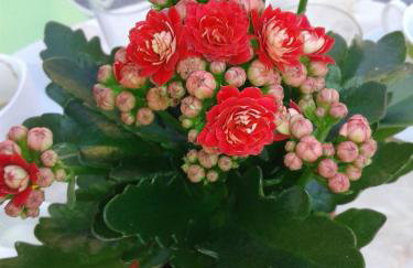 Apartment Viškovo - Photo 52