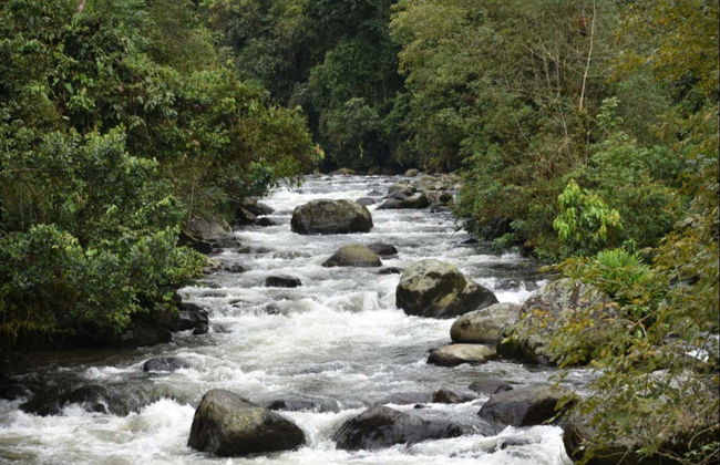 Otún Quimbaya Sanctuary Hiking Trip - Foto 8