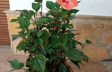 La Palmera Casa Rural - Foto 32