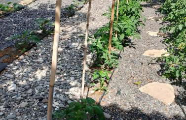 White lilies the house of gourmet flavours - Foto 37