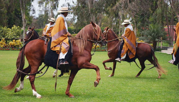 Caballos de paso peruanos