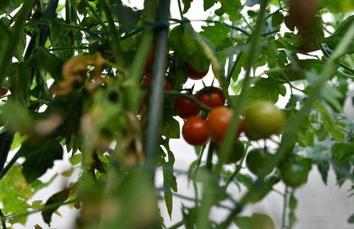 Palomino house - Foto 64