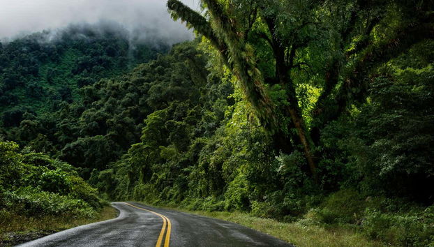 Strada Quebrada de Los Sosa, foresta pluviale di Yungas