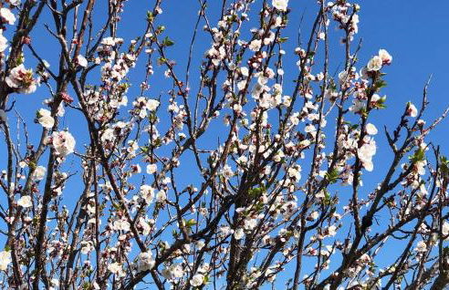 Son Roig ,Beautiful Place in the Heart of Mallorca -ETV 9979 - Foto 58