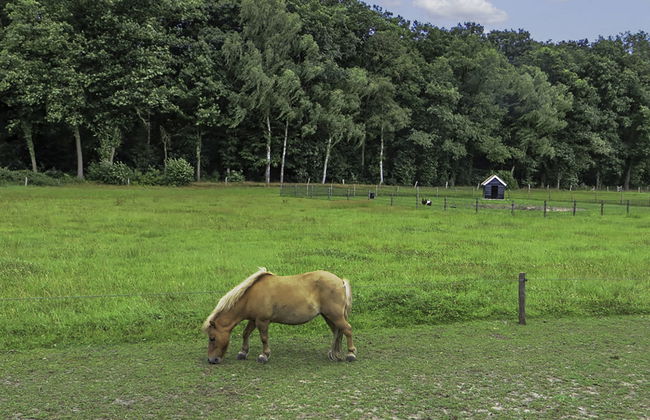 Familieboerderij - Foto 18