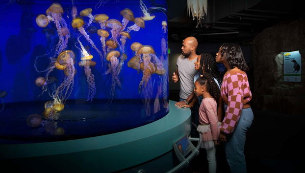 Watch the jelly fish from up close