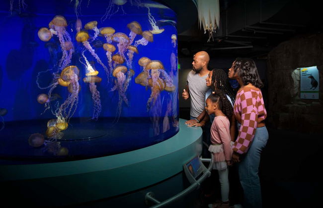 Billet pour l'Aquarium of The Pacific - Photo 3