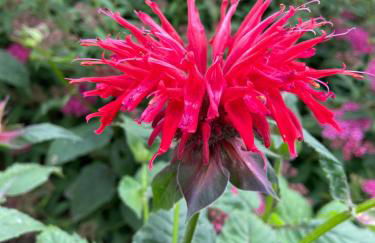 Landhaus Waltersdorf - Pool & Wellness - Foto 55