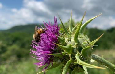 Ca' Inua - arte, bosco, ospitalità - Photo 11