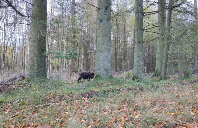 4 Person Holiday Home in Hovborg-by Traum - Foto 23