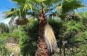 Quinta Flores - Foto 26