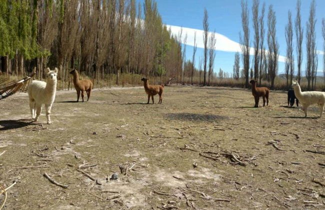 Escursione a Jáchal, Rodeo e Pismanta - Foto 2