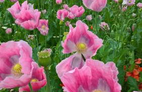 Ferienwohnung Werraglück - Foto 23