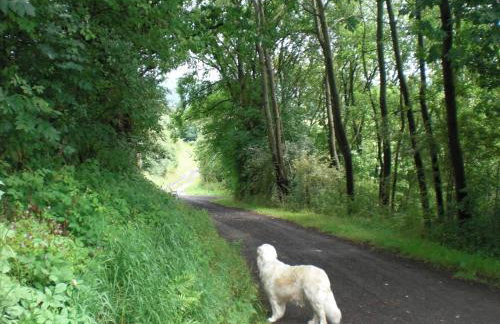 Dog-friendly Holiday Home in the Knull - Foto 47