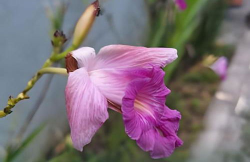 Flat Térreo em Meio a Natureza - Foto 41