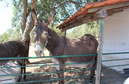 Kochab Alentejo - Foto 13