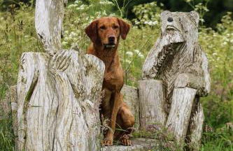 Woodland Lodge - Foto 13