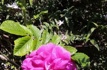 La maison bleue, entre terre et mer - Foto 28