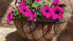 A casiña do Pozo - Foto 5, Garden