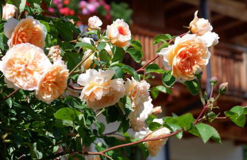 Laerchhof - Photo 63