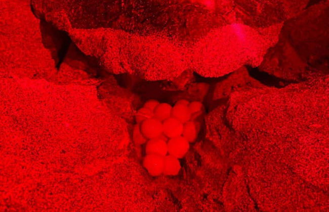 Avistamiento nocturno de tortugas marinas - Foto 4