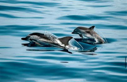 Pana House - Photo 58