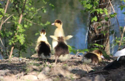 Döllelhof Erding - Foto 8