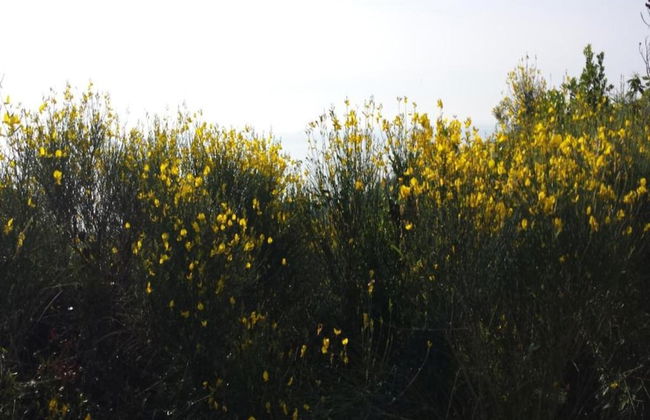 Apartment in Liguria Near Toirano Caves - Foto 21