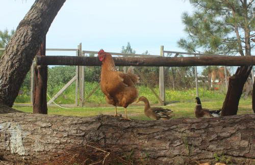 Herdade Monte Do Sol - Foto 29