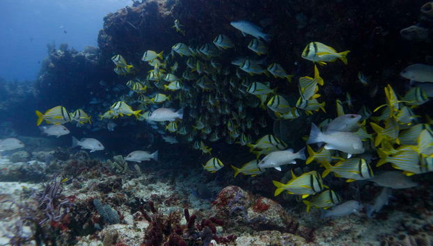 Vous pourrez plonger de nuit et voir de nombreux poissons