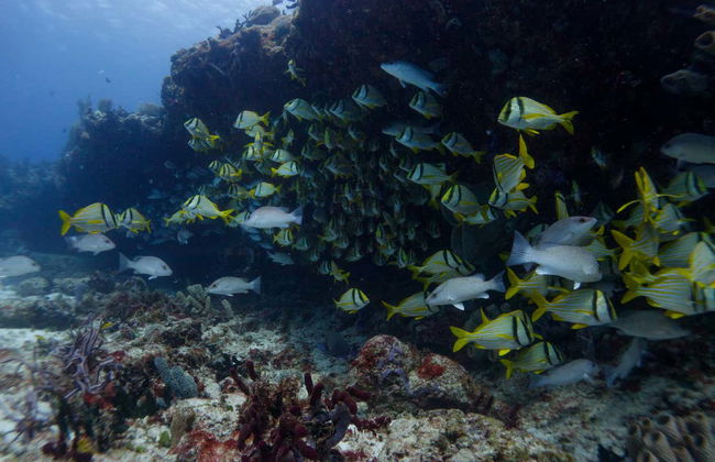 Plongée à Puerto Morelos - Photo 5