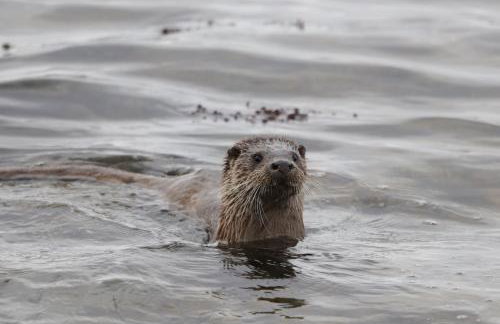 Pier Cottage, Applecross - Foto 10