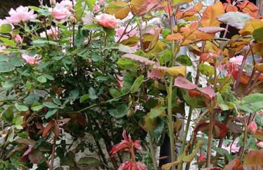 Casa delle Rose - Marmora - Photo 9