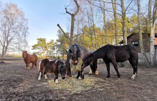 Doppelhaushälfte Ostwind vom Naturhof Usedom - Foto 40