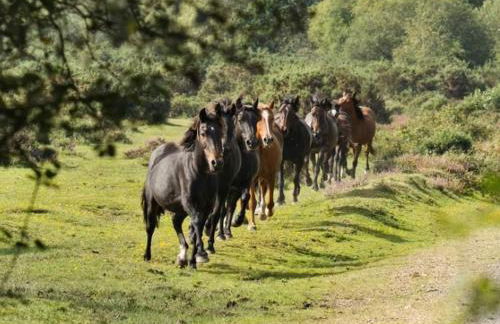 South Coast New Forest Holiday Home-4 Bed-Sleeps 8-Spacious-Parking-EV Dock-Large Garden-Playground-Great for Families-Groups-Professionals - Foto 34