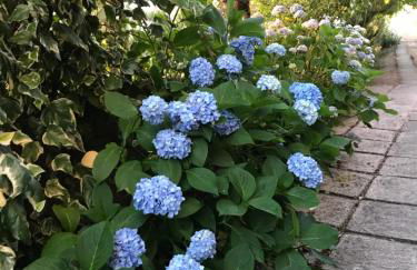 DDS-Dominio das Sem&ntes - Foto 12