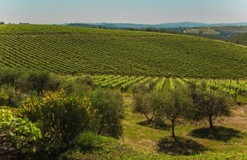 Fattoria di Magliano Winery - Foto 47