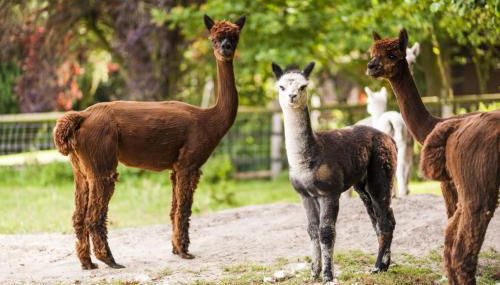 Gästehaus Bünner Hof - Foto 2