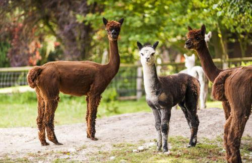Gästehaus Bünner Hof - Foto 2