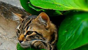 Cortile Suez - Foto 4