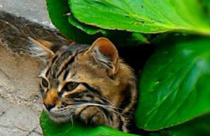 Cortile Suez - Foto 4