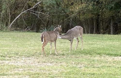 En-Deer-ing Pet friendly Retreat - Foto 1